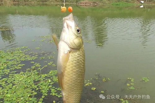  夏季野钓鲫鱼,奇效素饵配方,别怕鱼口稀,咬钩就是大板鲫