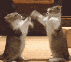 咆哮表情包gif图片胜率