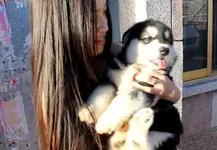 美女抱着阿拉斯加索吻,阿拉却是这种表情,笑哭 美女抱着阿拉斯加索吻,阿拉却是这种表情,笑哭