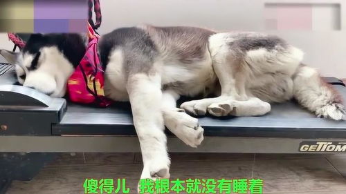 二哈用手指人表情包听到