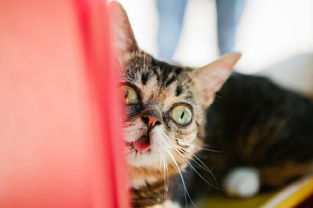 猫咪呕吐表情包世界最