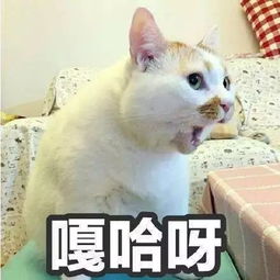  常常用的喵咪表情包,你认识几个狐狸