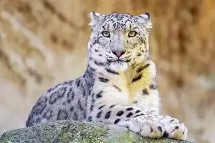 3月3日世界野生动植物日 3月3日世界野生动植物日