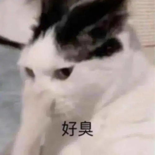  发的什么图快点撤回丨第194期喵表情