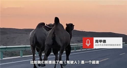  于月仙车祸记者曝司机问题最大,老公张学松疑表态会追究对方刑责