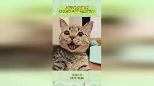 小猫咪热得直吐舌,听到空调嘀声立马好了 小猫咪热得直吐舌,听到空调嘀声立马好了