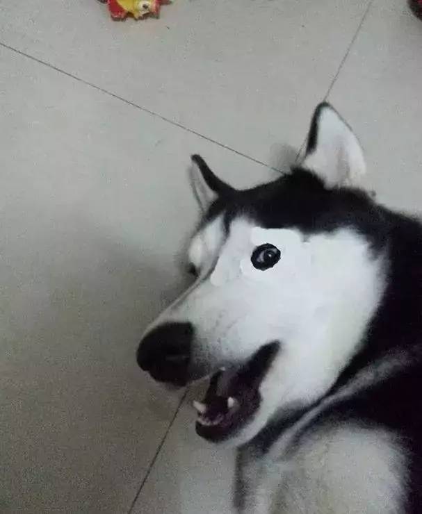  假如二哈没有了黑眼圈