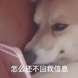 狗子也避暑四只哈士奇合力拆家唯独不拆空调 狗子也避暑四只哈士奇合力拆家唯独不拆空调