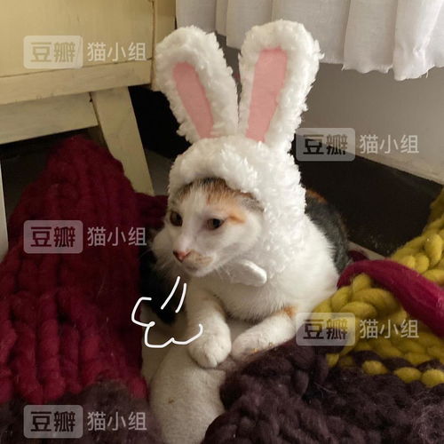  带上小兔头套猫猫表情生无可恋