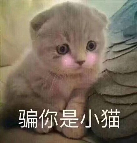  你这个卑鄙的美女卑鄙美女这个表情