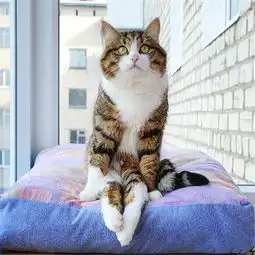 一只会人类坐姿的小猫咪,还会吐舌头捂嘴笑,网友这只猫成精了 一只会人类坐姿的小猫咪,还会吐舌头捂嘴笑,网友这只猫成精了