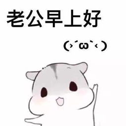  卖萌仓鼠老公表情包