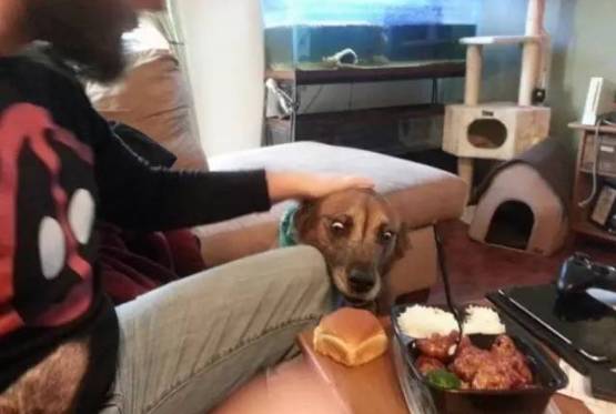  当狗狗猫猫遇见美食....这表情,也是醉了....