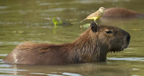 为求情绪稳定,年轻人养水豚十几万一只,做牛马伺候,身心俱疲 为求情绪稳定,年轻人养水豚十几万一只,做牛马伺候,身心俱疲