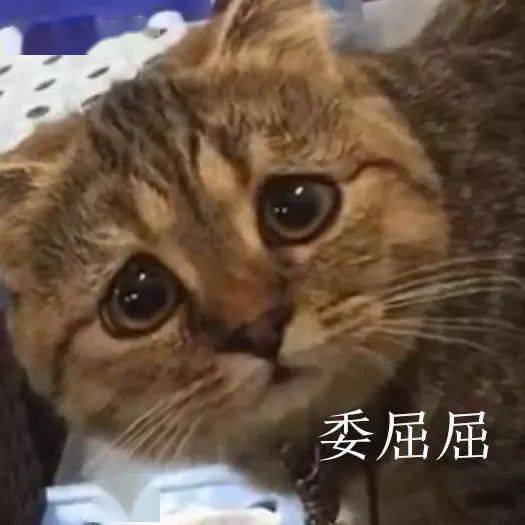 沙雕表情没有困难的工作,只有勇敢的打工人 沙雕表情没有困难的工作,只有勇敢的打工人