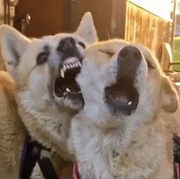  几张图带你领教柴犬有多二,哈士奇表示甘拜下风