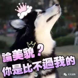  二哈阿拉傻傻分不清楚一分钟教你告别脸盲症