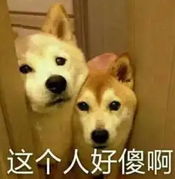 哈哈笑图片表情狗