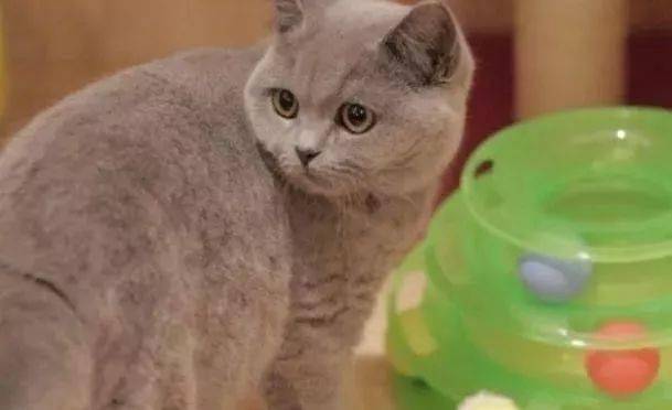  橘猫爱上了蓝猫,抱着蓝猫要亲亲,蓝猫的反应让全家人都笑喷了