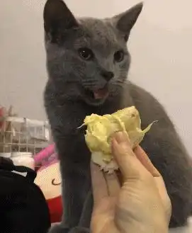 酒量不好就别谈恋爱了男子被灌醉后当场被绿...哈哈哈太可怜了 酒量不好就别谈恋爱了男子被灌醉后当场被绿...哈哈哈太可怜了