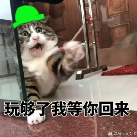 犯错求原谅的猫表情包