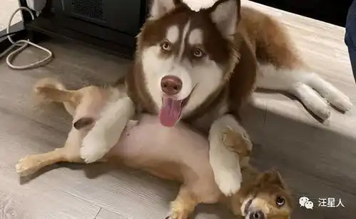 张若昀哈士奇表情包娜扎