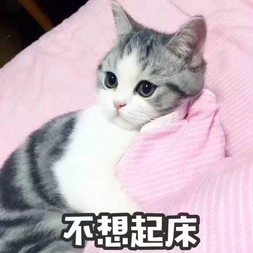  为什么猫咪这么受欢迎