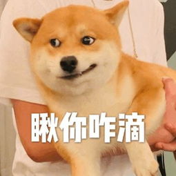  萌宠表情包i光天化日之下竟然撒狗粮