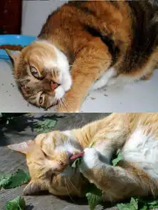 猫咪吃猫薄荷表情大合集吐舌打滚超可爱 猫咪吃猫薄荷表情大合集吐舌打滚超可爱