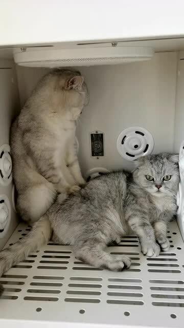  超级怕老婆的猫咪,这表情,真是生无可恋了