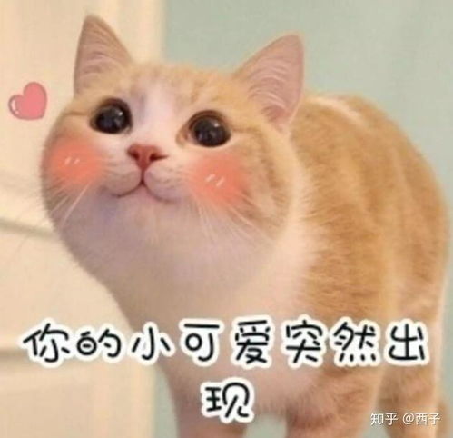  混油皮到底适合用乳液和面霜吗