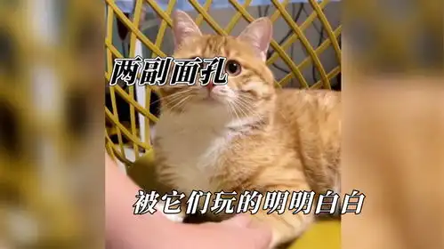  两副面孔被它们玩的明明白白,喵咪是懂表情管理的,狗子也能塌房
