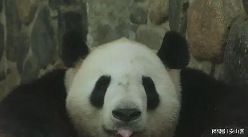  大熊猫小馨,吃播事业风生水起,却小小年纪隐婚生子