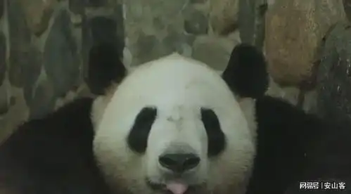 大熊猫小馨,吃播事业风生水起,却小小年纪隐婚生子 大熊猫小馨,吃播事业风生水起,却小小年纪隐婚生子