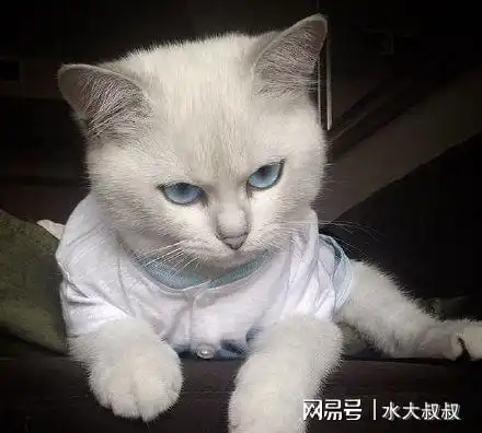 英短猫有这些表现,说明恨着你,赶紧讨好它啦 英短猫有这些表现,说明恨着你,赶紧讨好它啦