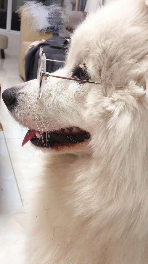  买了只萨摩耶,养狗一定要喂狗粮吗