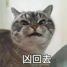  萌宠明明说好一起胖,你却偷偷在减肥果然贱人就是较轻