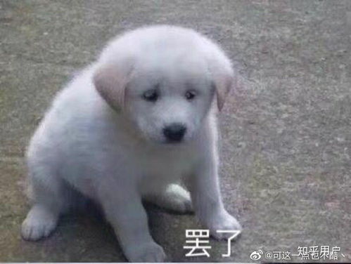  如何看待女同性恋中的t