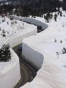  当俄罗斯下着20米深的雪,西伯利亚的白桦茸可安好