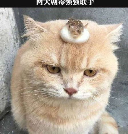  爆笑段子开会拿这么多吃的干嘛