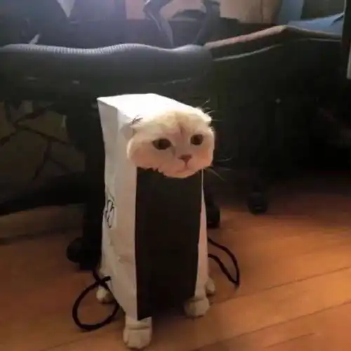  有没有好看的猫咪壁纸或头像