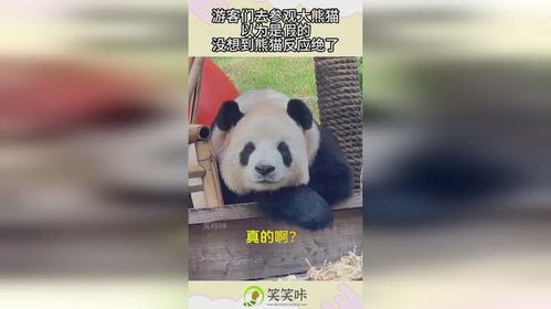  游客们去参观大熊猫,以为是假的,没想到熊猫反应绝了