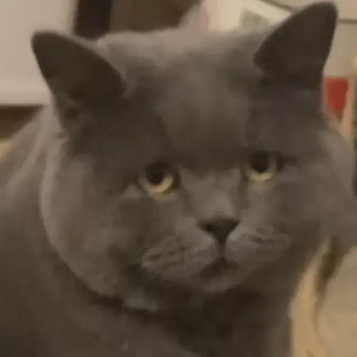  这睿智的眼神主人外出上学回家,猫咪一脸懵逼不好意思你谁啊