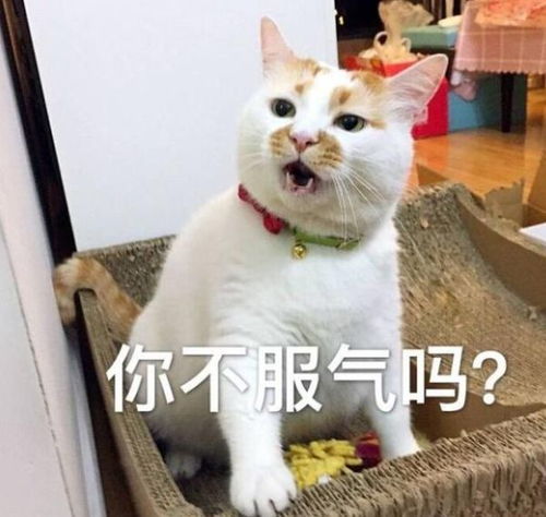 真香表情包图片可配字猫