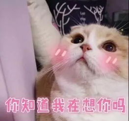  发一波你们老是追着我要的表情图