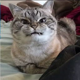  你们要的超萌的猫咪表情包来了,拿走不谢