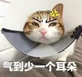  李响结婚却牵扯到孙骁骁备胎无数他自己被捉的这事忘了