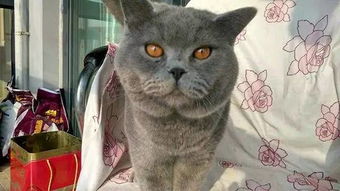  萌宠锦集猫妈妈生了个这么粘人的小猫仔,猫妈感到生无可恋