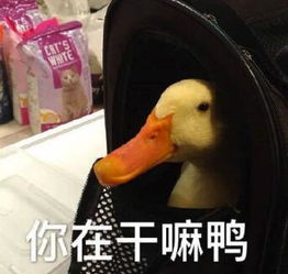  明星神奇的恐惧点王嘉尔怕辣椒阿sa怕的人费解