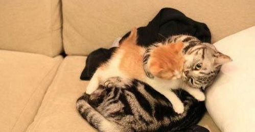 灰猫不爽小橘加入表情超冷淡,但自从小橘热情对它后立刻开手抱抱 灰猫不爽小橘加入表情超冷淡,但自从小橘热情对它后立刻开手抱抱